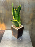 Antique Brass Planter Box