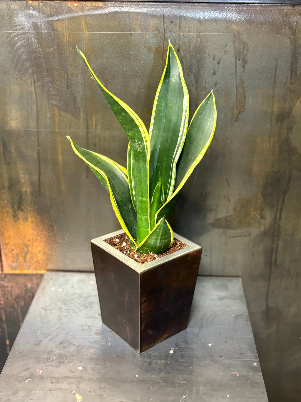 Antique Brass Planter Box